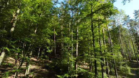 bosque arbolado con exuberante follaje verde durante el verano