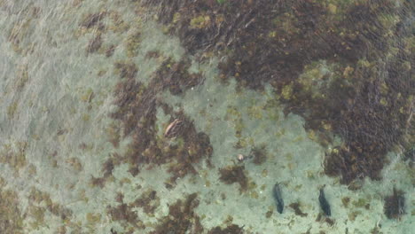 spotted seals playing and swimming in a crystal clear water near the harbor in west iceland