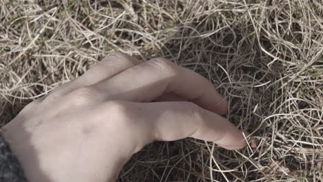 close-up of a woman's hand sensually touching grass