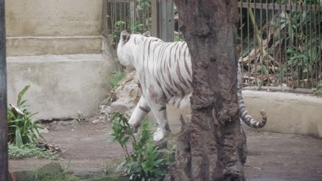 a white tiger walks around in his cage