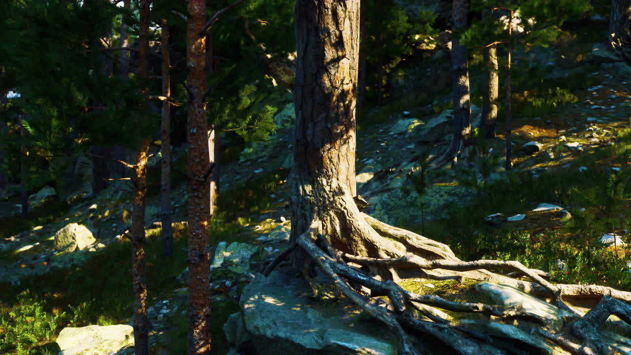빛 이 비치는 숲 의 장면 과 드러난 나무 뿌리