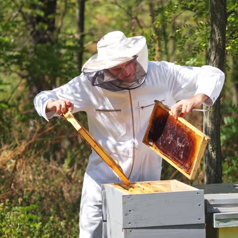 apiary in the forest. male beekeeper inspecting beehive frames. apiculturist in protective hat and uniform working among summer nature