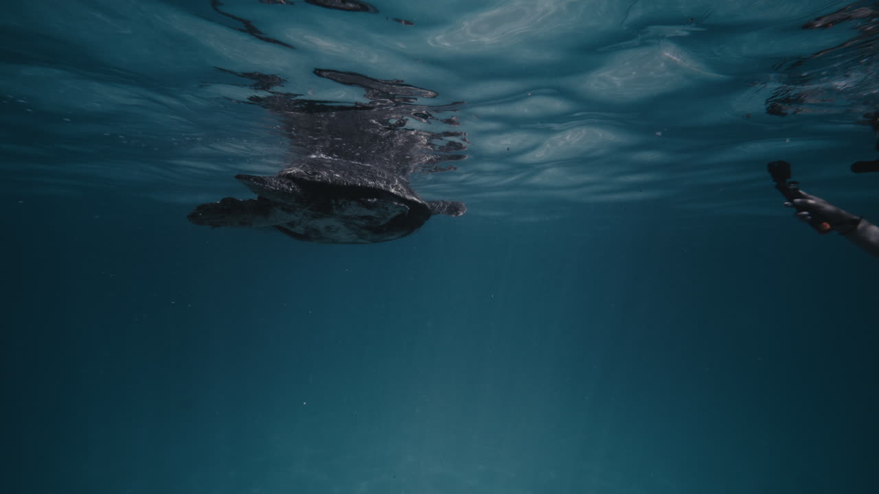 la tortuga nada flotando en la superficie con el reflejo reflejado en el agua distorsionando bajo el agua en el océano
