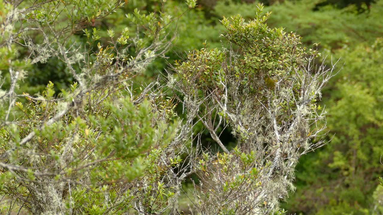 hermoso pájaro amarillo y verde aterriza en las ramas espesas en medio del bosque siempre verde