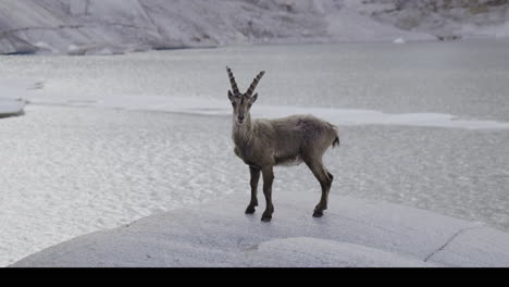alpine ibex by glacial lake
