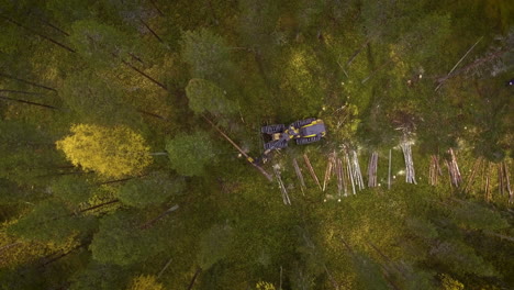 escorpião a trabalhar na floresta