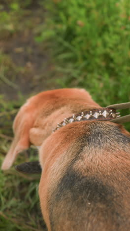 close up of two dogs on leash walking along dirt path in grassy farmland, both dogs are exploring surroundings while wagging tails, with background featuring vibrant green grass