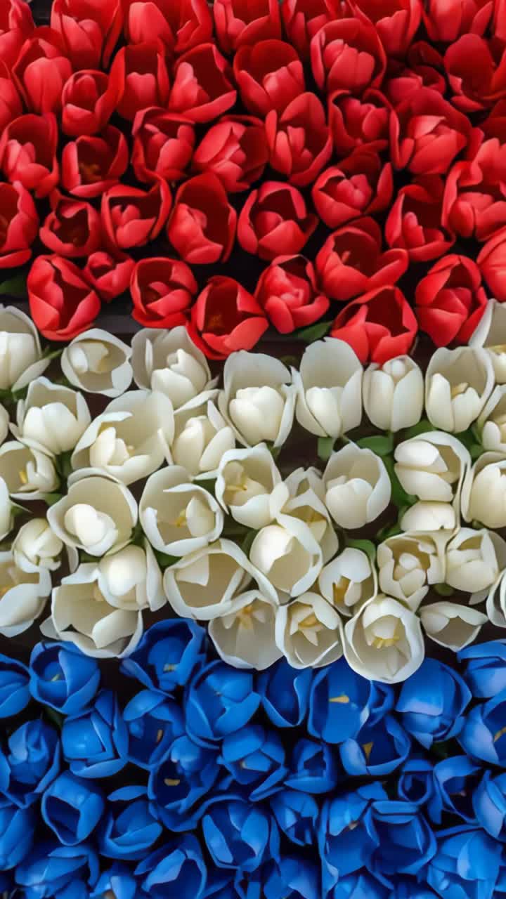 Vertical video: After pause camera tilting showing pavement above red white blue artificial tulips