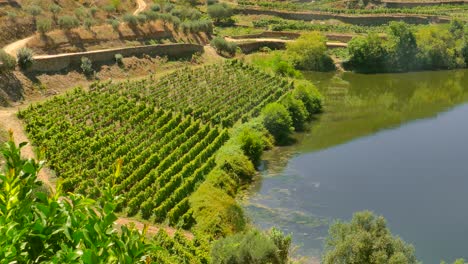 High-angle-shot-over-Douro-Valley-with-famous-Quinta-do-Tedo-vineyard-in-Porto,-Portugal-on-a-sunny-day