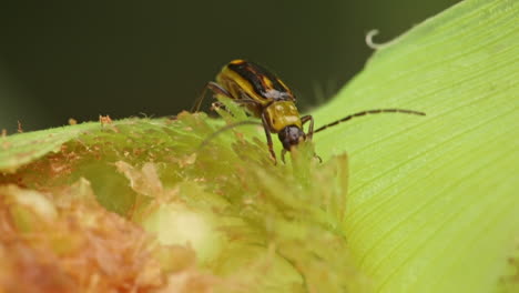 gusano de la raíz del maíz occidental comiendo mazorca de maíz verde