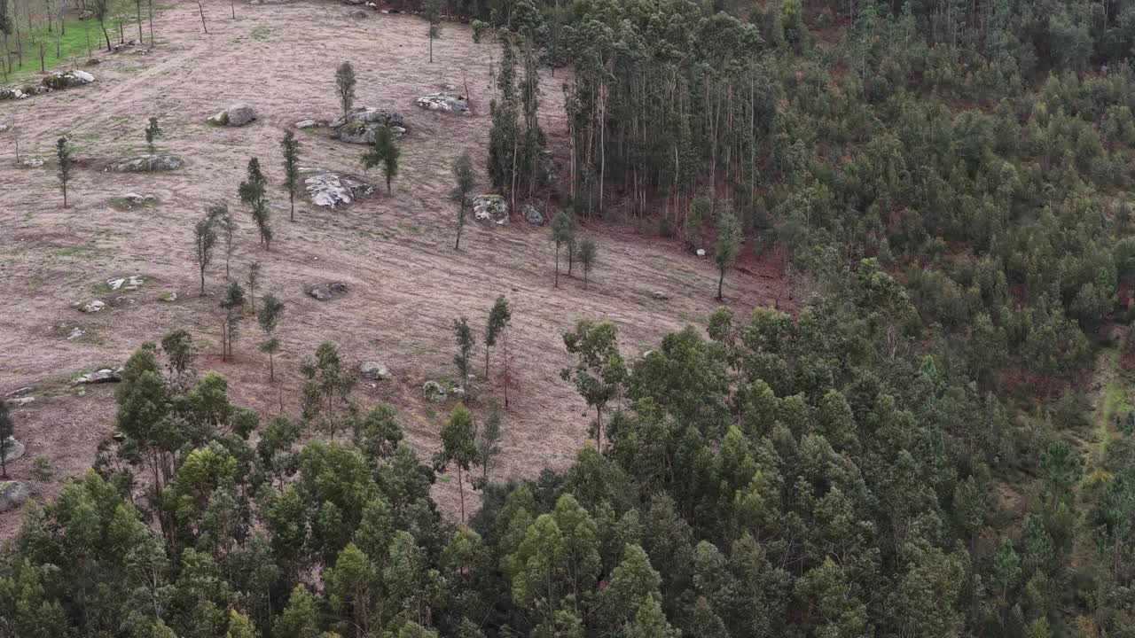 Deflorastation on a forest. Tree logging