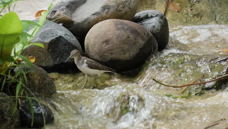 Common-Sandpiper-Bird-searching-Food-at-Shallow-Stread-Rapids-Standing-in-Water