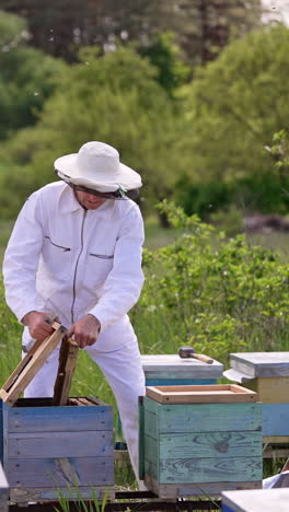 beekeeper in white outfit works at his apiary near the forest. smiling man puts the frames into the hives. vertical video