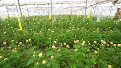 growing roses, flower production in the greenhouse.