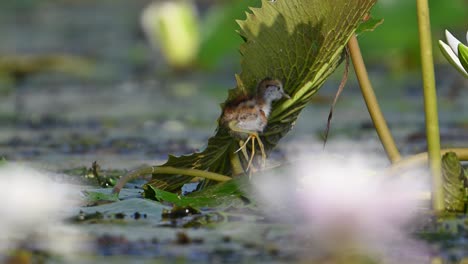 chick of pheasant tailed jacana hiding under the leaf of water lily