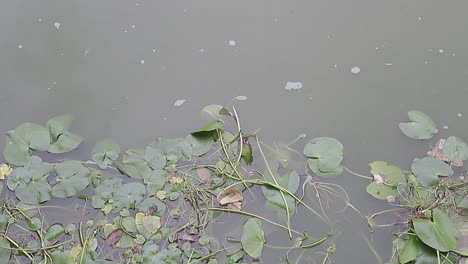 Wasserhyazinthen-Und-Plastikmüllflaschen,-Die-Auf-Kontaminiertem-Wasser-Schwimmen,-Konzept-Der-Umweltverschmutzung-1