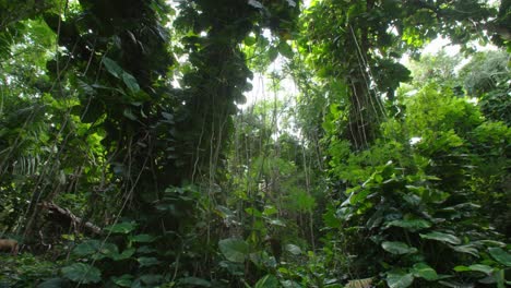 Toma-Panorámica-A-Través-De-Una-Jungla-Profunda-O-Un-Dosel-De-Selva-Tropical-1