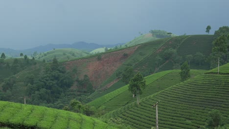 Green landscape view of tea plantation fields under overcast skies, Long Coc, Vietnam