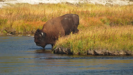 Filmische-Zeitlupe,-Teleaufnahme,-Nationales-Geo-Epos,-Riesiger-Büffel,-Der-In-Den-Firehole-River-Auf-Halbem-Weg-Eindringt,-Geysir,-Großes-Prismatisches-Becken,-Yellowstone-Nationalpark,-Tierwelt,-Herbst,-Sonnig,-Schöne-Farben-Tagsüber