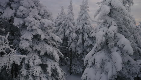 cloudy sky over snowscape coniferous near countryside forest park in orford, quebec, canada during winter