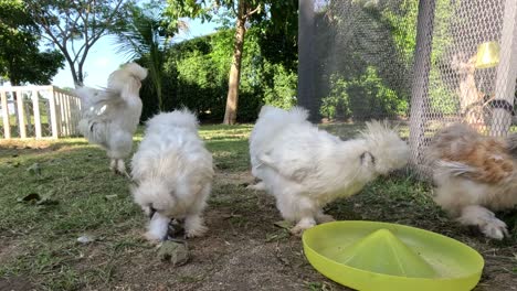 pollos de seda esponjosos persiguiendo y picoteando golosinas.