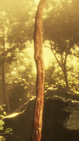 la luz del sol filtrándose a través de los árboles en un bosque tropical