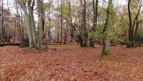 Bosque-Inglés-En-Otoño-Drone-Rápido-Retrocede-A-Través-De-Los-árboles