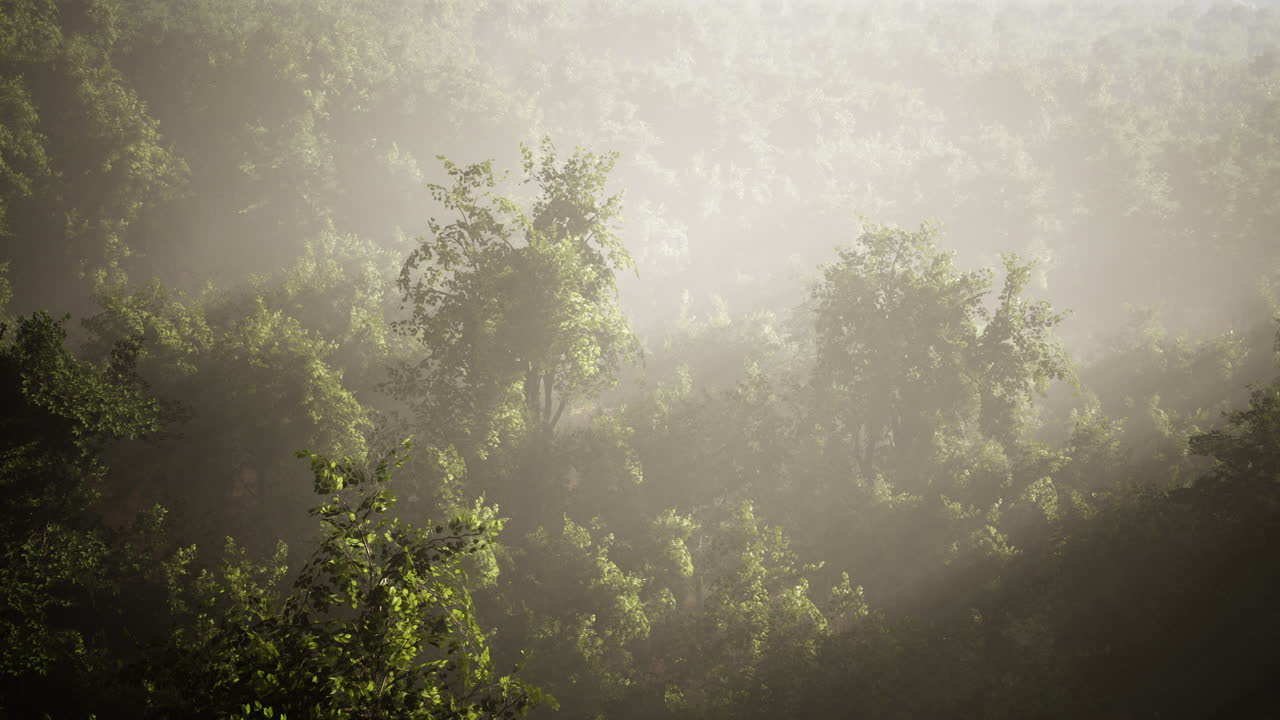 산악 열대 열대 우림 의 공중 조망 드론  ⁇