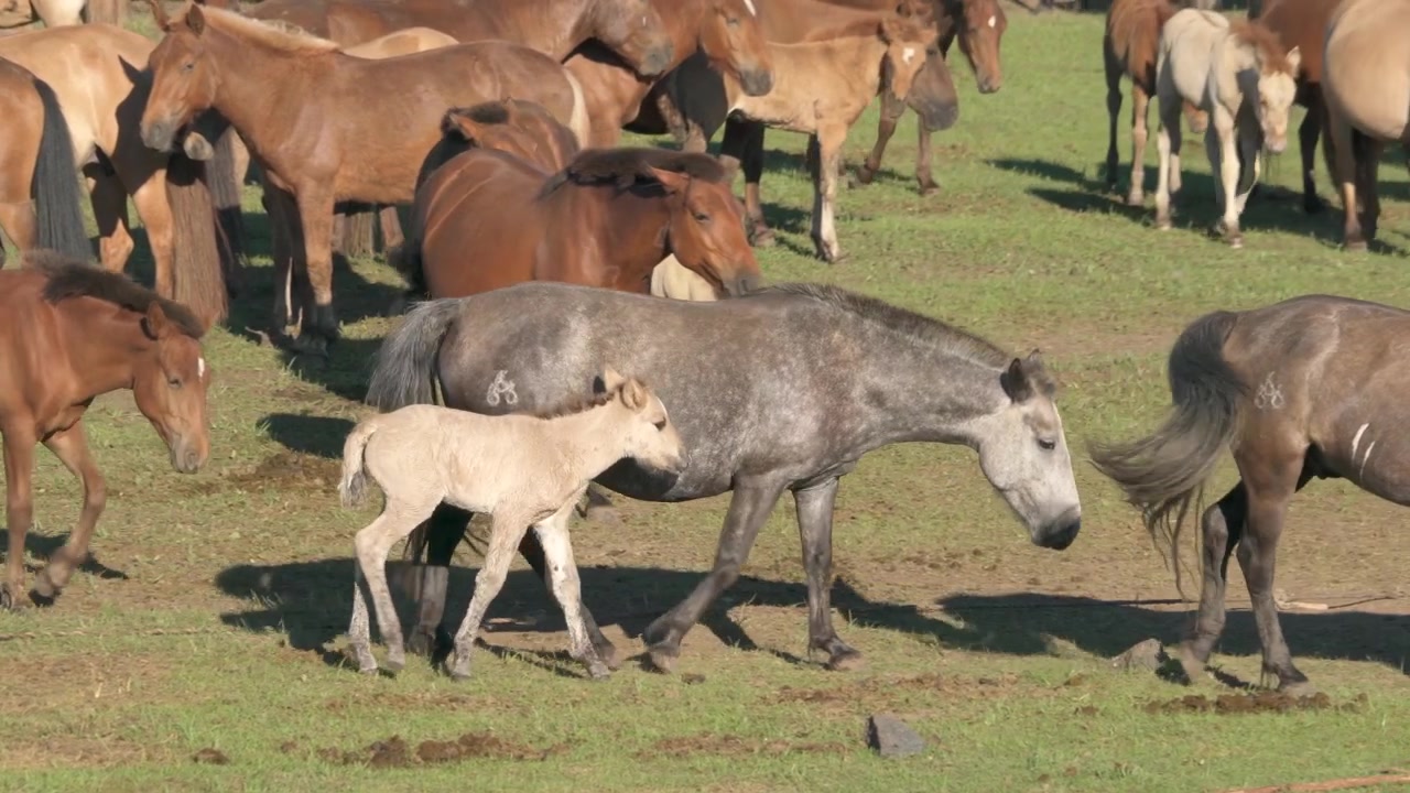 Giumenta grigia che cammina con il suo giovane puledro in un pascolo