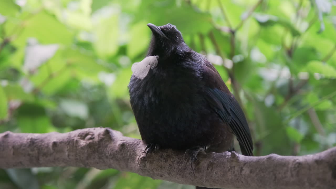 tui, un pájaro nativo de nueva zelanda, se posó en una rama de un árbol, mostrando un distintivo mechón blanco debajo de su garganta.