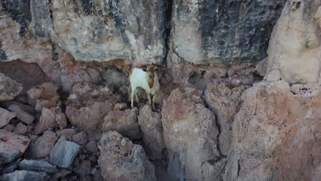 a goat looking at the camera while standing on the rocks on the side of a cliff in aruba