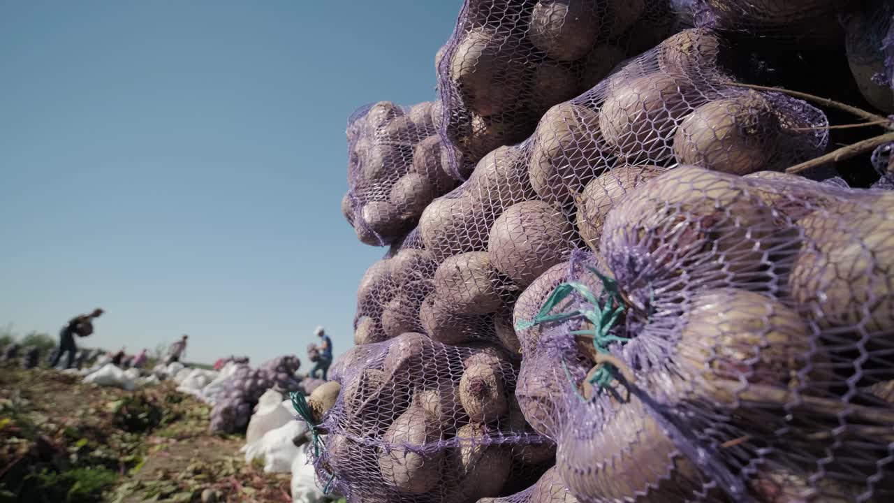 cosecha de remolacha con alimentos ecológicos
