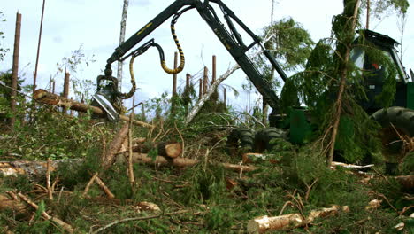 manipulación de la carga y el aserrado de troncos. cosechadora forestal industrial que trabaja en madera