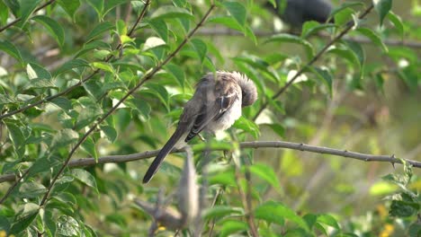 a mockingbird sitting on a tree branch and preening its feathers in the morning light