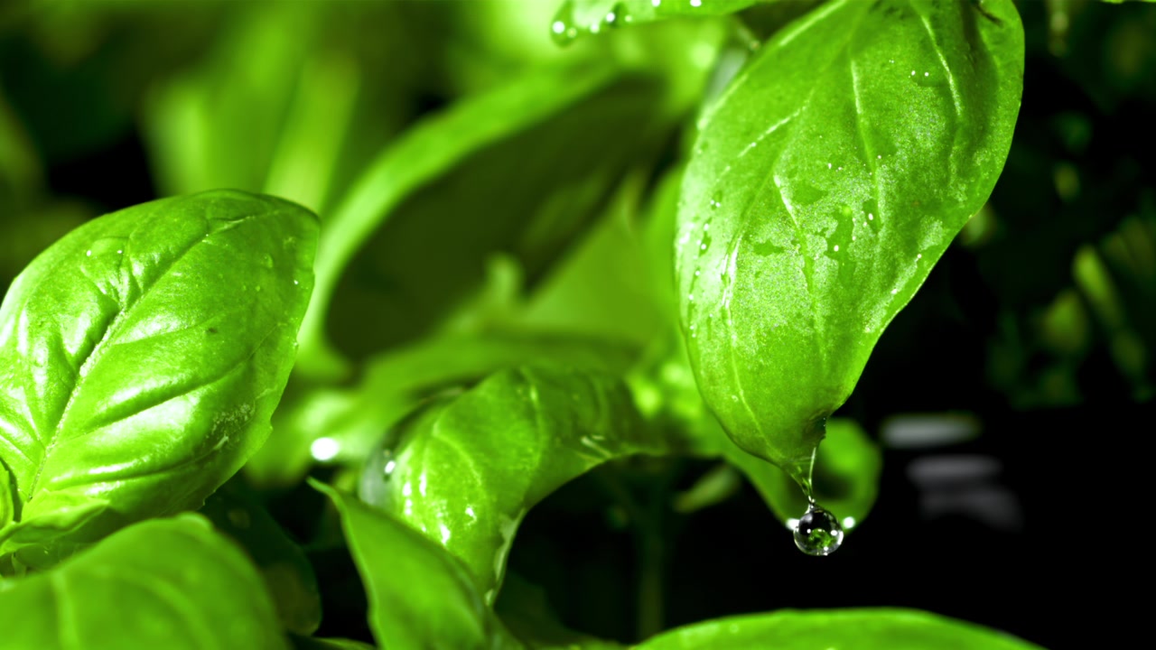 Goccia d'acqua che gocciola al rallentatore da una foglia di basilico verde fresco
