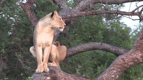 a lioness surveys the land while sitting perched high in a fallen tree with another female lion beside her