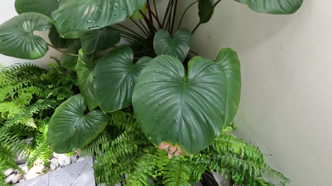 La telecamera panoramica dall'alto si muove attraverso foglie a forma di cuore di un verde vibrante e felci in un giardino interno.