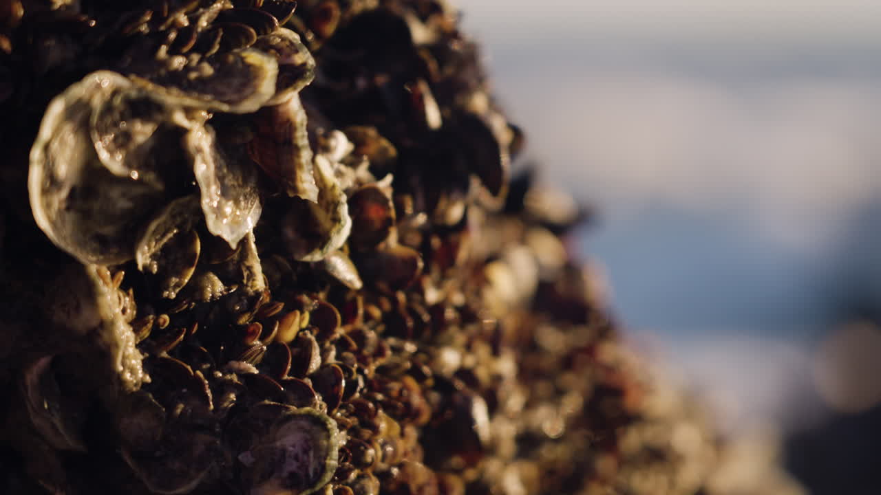 백그라운드에서 부서지는 파도와 함께 바위에 조개껍데기의 타이트 샷