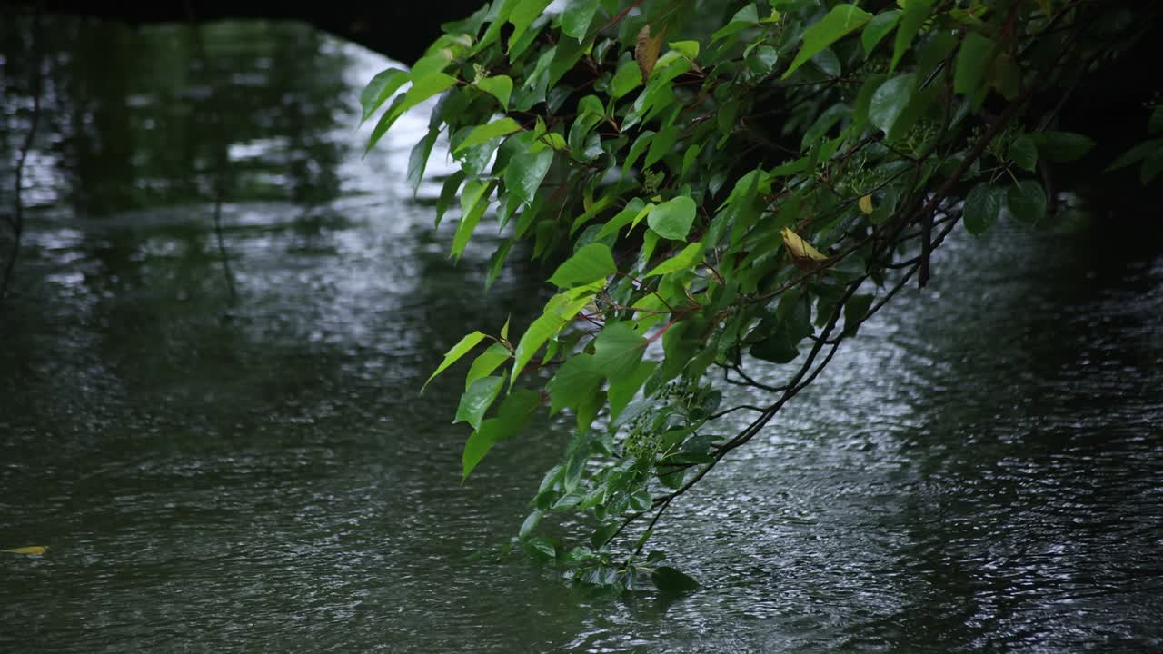 A slow motion of rain drop and green leaf near the water the pond rainy day