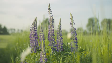 Schöne-Blumen,-Die-Sich-Mit-Sonnenlicht-In-Der-Brise-Wiegen