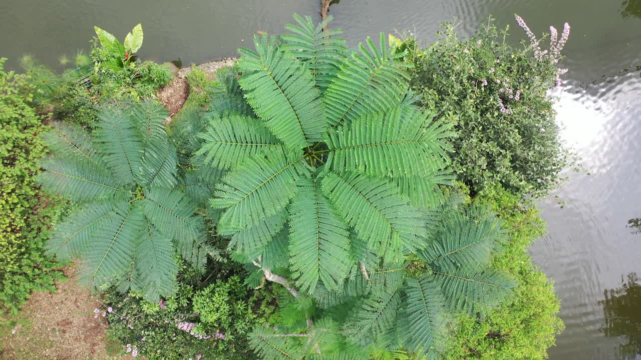 el dosel de los árboles tropicales con vistas al estanque