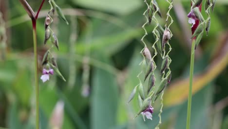 tropical hanging flower