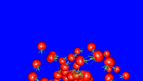 tomatoes group transition animation on blue screen chroma key