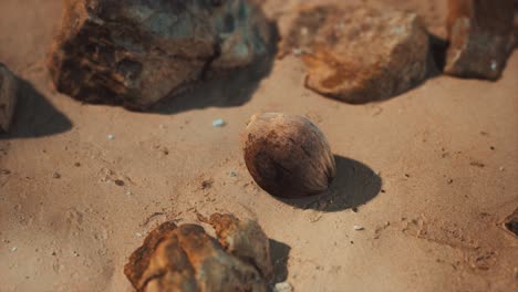 Braune-Kokosnuss-Auf-Dem-Strandsand