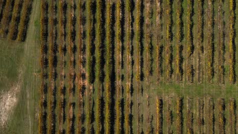 aerial top-down view of symmetrical vineyard rows at a southern plantation in south georgia. perfect for fall-themed wedding or winery footage with plantation scenery.