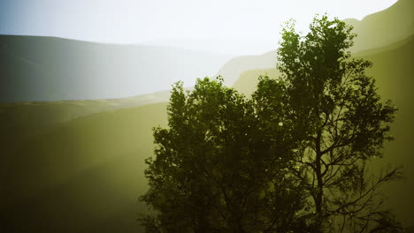 scenic view of mountains and trees during golden hour in nature