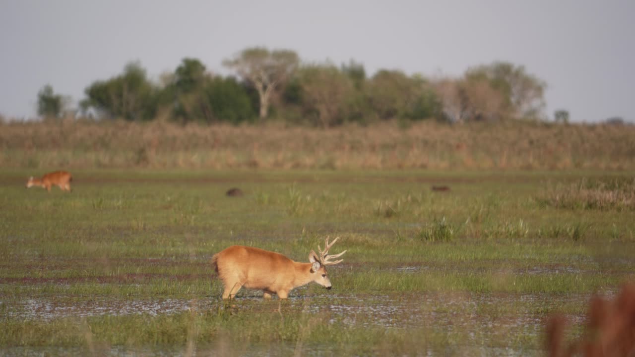 Marsh deer grazing across open field, far distance, midday light in deep water, shakes full rack antlers