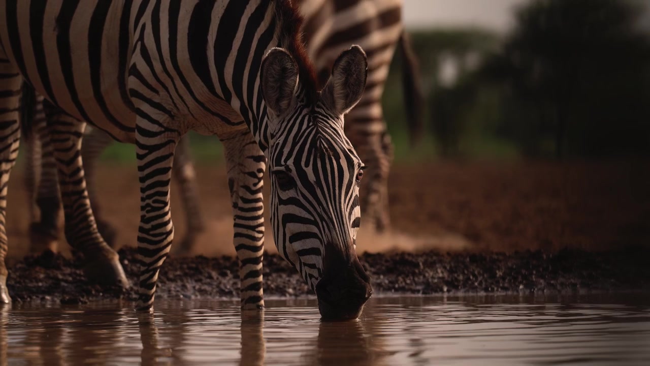 Primo piano di una zebra che si abbevera in una pozza, animali selvatici africani in safari nel loro habitat naturale in Africa, ripresa a livello degli occhi con angolazione bassa.