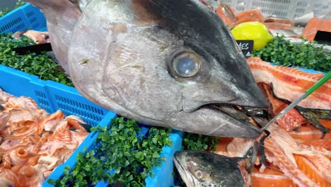 fish and seafood showcased at australian market