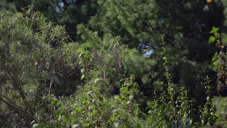 Toma-En-Cámara-Lenta-De-Mariposas-Monarca-Volando